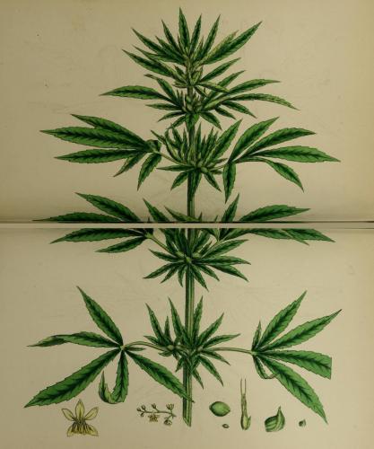 cbdsuisse-cbd-cannabisculture-cbdlife-cannabismedicinal-swisscbd-cannabis-marijuana-weed-hemp-swisscannabis-cannabislegal-swissmade-medicalmarijuana-cbdhemp-cbdhanf-swisshemp-17